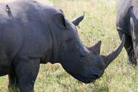 Krüger-Nationalpark - auf Pirsch