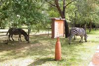 Zebras im Resort