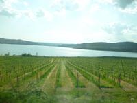 Weinreben des Orvieto classico 