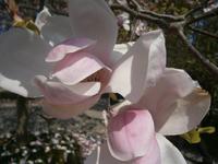 Magnolienblüte