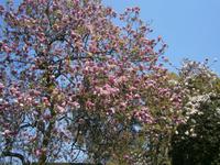 Magnolienbaum