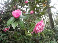 Gärten der Villa Carlotta