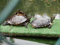 Villa Carlotta-Schildkröten