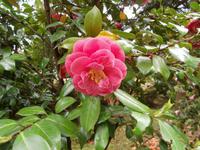 Gärten der Villa Carlotta