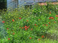 Inselrundfahrt Ischia 