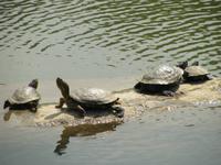 Schildkröten im Botanischen Garten
