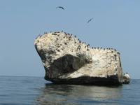 Gelbfußtölpel, Fregattvögel und Pelikane