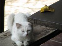 Müde Katze