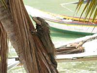 Leguan