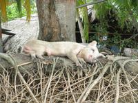 Glückliches Schwein