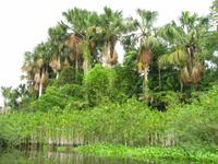 Landschaft im Orinoco-Delta