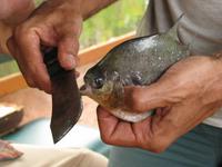 Und der Piranha, der hat Zähne!