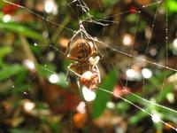 Spinnenetz mit Spinne