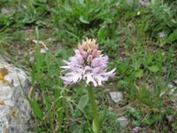 Capri  Monte Solaro Orchideen