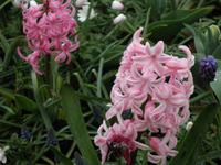 Keukenhof