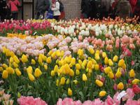 Keukenhof