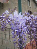 Blauregen in voller Blüte