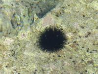 Seeigel im Hafenbecken von Palinuro