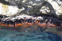 Inselrundfahrt Capri (Korallen)