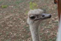 Safari auf der Y.O. Ranch