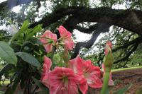 Oak Alley Plantage