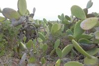 Im Nationalpark Vendicari