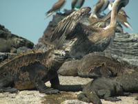 Die Riesenmeeresechsen von Punta Moreno