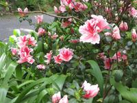 Azaleen im Parque Nacional do Bucaco