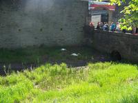 Schwäne im Burggraben der Wasserburg Kemnaden