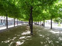 Wie bei Renoir. Licht und Schatten auf dem Place de Vosges