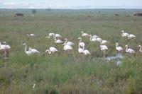 Flamingos im Nationalpark Donana