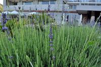 Duftender Lavendel direkt vor unserem Hotel