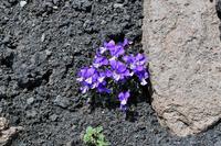 Veilchen in der Lavawüste