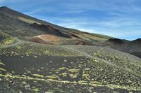 Die Vegetation kehrt zurück auf die Lava von 2002