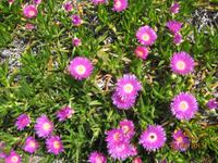 IMG_3192 Farbenpracht auf der Insel Mljet