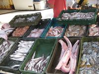 IMG_3233 Am Hafen von Loviste