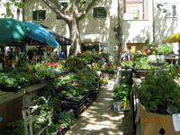 IMG_3303 Blütenpracht auf dem Grünen Markt von Split