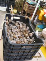 IMG_3304 Mmmh lecker Schnecken