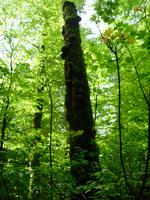 unterwegs auf dem Leska Lehrpfad im NTP Risnjak