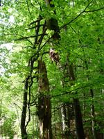 unterwegs auf dem Leska Lehrpfad im NTP Risnjak