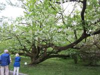 Verbania-Villa Taranto