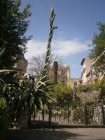 Agavenblüte