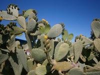 Kaktusfeigenbaum mit Blüten