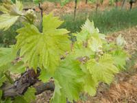 erste Blätter und Traubenansätze