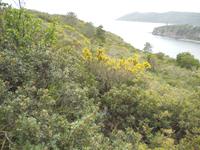 es beginnt zu blühen