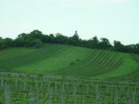 Weinhänge in Gumpoldskirchen
