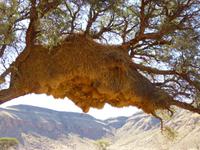Vogelnester der Webervögel