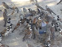 durstige Vögel