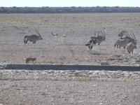 Etosha Nationalpark