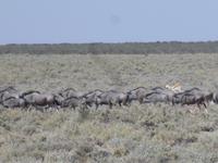 Etosha Nationalpark